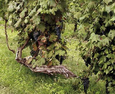 Vigneto Storico